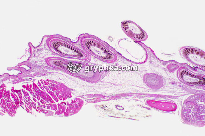 Peau d'Oiseau CT x10 - gryphea.org